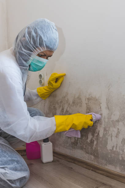 Best Industrial Mold Remediation  in West Bend, WI