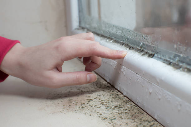 Best Mold-Related Health Consultation  in West Bend, WI